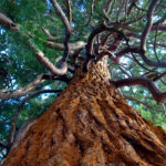 About Redwood Trees