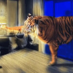 Tiger Dream